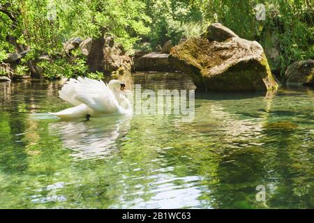 Ein Lone White Swan (lat. Cygnus) Schwimmen im See. Jutta, Alupka, Krim, Russland. Sonniger Sommertag Stockfoto