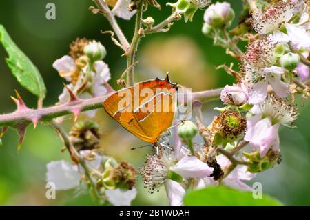 Braun Hairstreak", Thecla betulae". Schmetterling, auf Black Blossom, August bis September, Dorset, Großbritannien Stockfoto