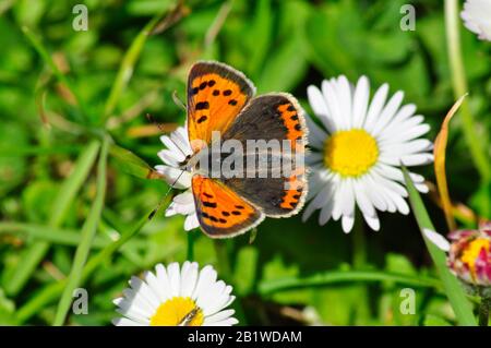 Kleiner kupferhalsiger Schmetterling, Lycaena phlaeas', Mai bis Oktober, St martins, Scilly-Inseln, Stockfoto