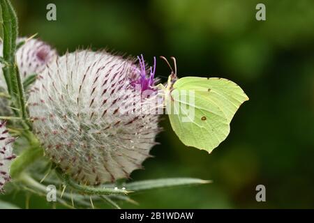 Brimestone Butterfly, 'Gonepteryx rhamni', auf einer Woolly Thistle,'Cirsium eriophorum'.Wide Spread, auf Kalksteingrasland, Wiltshire, Großbritannien Stockfoto