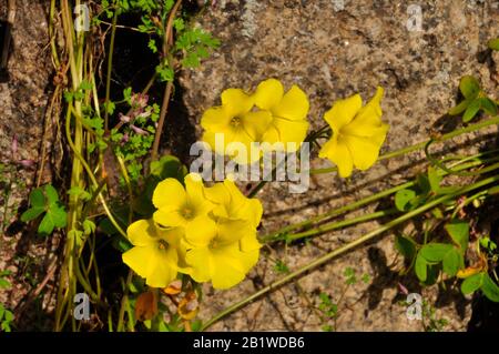 Bermuda Buttercup, Oxalis pes-Caprae, leuchtend gelbe Blume aus Südafrika, invasives Unkraut wächst wild auf den Inseln von Scilly, Cornwall. GROSSBRITANNIEN. Stockfoto