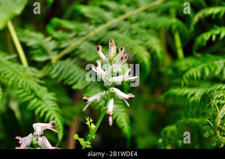 Weiße Wanderfumitory, Fumaria Capreolata, Klettern, einjährige Pflanze in der Mohnfamilie Papaveraceae, St Mary's, Isles of Scilly, Cornwall, Großbritannien Stockfoto