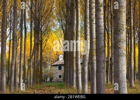 Pappelwald. Aguilar de Campoo, Palencia. Spanien Stockfoto