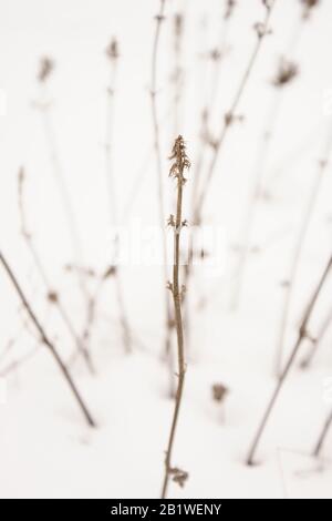 Trockene Wildblumen wachsen im weißen verschneiten Feld. Stockfoto