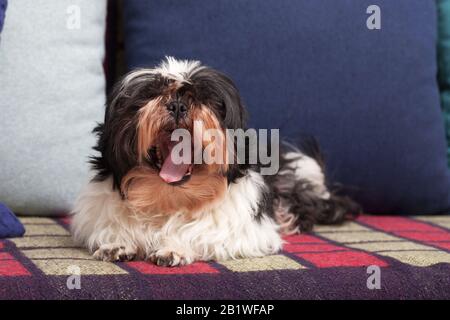 Lustiger schroffe Hund ​​sits zu Hause auf einem Sofa und Yawns. Shih Tzu brüten. Haustier. Homeless. Stockfoto