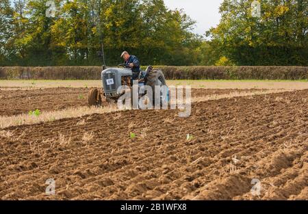 Alter Traktor im Vintage-Alter - Goldbauchgrau 1957 Massey Ferguson 35 im Jahr 2018. 1900 Pflug Pflügen Furchen Feld Oxfordshire Berkshire England Großbritannien Stockfoto