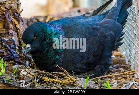 Nahaufnahme einer schwarzen Königstaube, die in ihrem Gelege mit Eiern sitzt, beliebte tropische Vogelspezialitäten Stockfoto