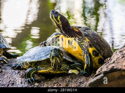 Nahaufnahme einer cumberland-schildkröte, die auf das andere, typische Tierverhalten klettert, Terrapin-Basking Stockfoto
