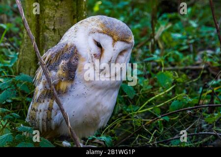 Wunderschönes Nahaufnahmen von einer gewöhnlichen Scheune Eule, Wild Bird Specie aus den niederlanden, Europa Stockfoto