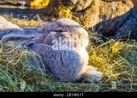 Nahaufnahme eines grauen europäischen Kaninchens, beliebte domestizierte Häschenspezie Stockfoto