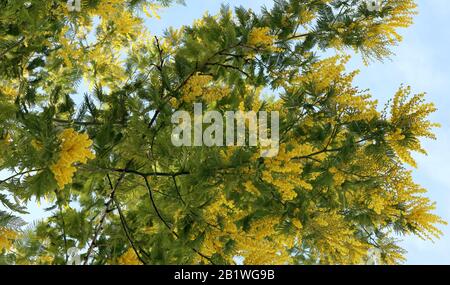 Äste von Mimosenbaum. Gelbe Mimosenblüten. Frühling. Stockfoto
