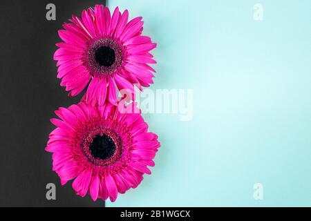 Rosa schöne Blumen. Kopierbereich. Hallo Frühlings-Konzept. Minimaler Stil, flacher Lay. Textbereich. Stockfoto