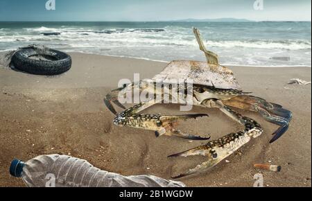 Krabben am verschmutzten Strand. Autoreifen und Plastikflaschen verschmutzen in schlammiger Pfütze am Strand. (Umweltkonzept) Stockfoto