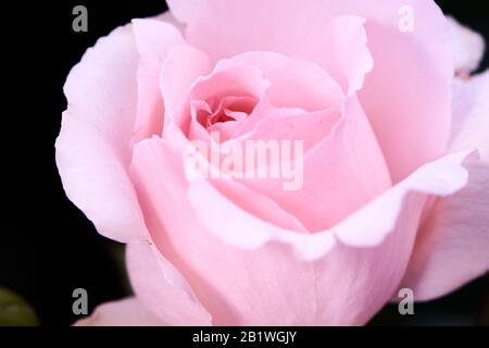 Farbfoto einer leuchtend-rosafarbenen Rose namens Andre le Notre, Fokus in der Mitte der Rose Stockfoto