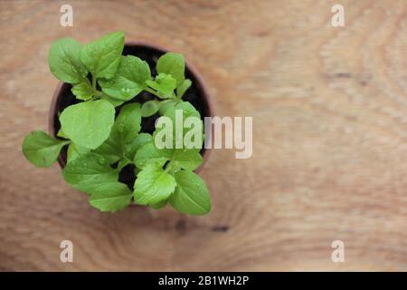 Sämlinge von Aster Blumen in einem Topf auf einem Holz-Fensterbrett. Draufsicht. Frühlingsgärtnerei Stockfoto