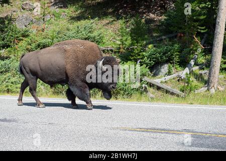 Wilde Bisons, die auf der Straße im Yellowstone National Park, Montana/Wyoming, USA laufen Stockfoto