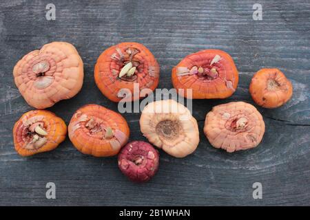 Nahaufnahme der Gladiolusbirnen, die zum Pflanzen bereit sind. Gelbe, orangefarbene, violette, kleine und große Gladiolusbirnen auf altem, rauem Holzhintergrund. Draufsicht Stockfoto