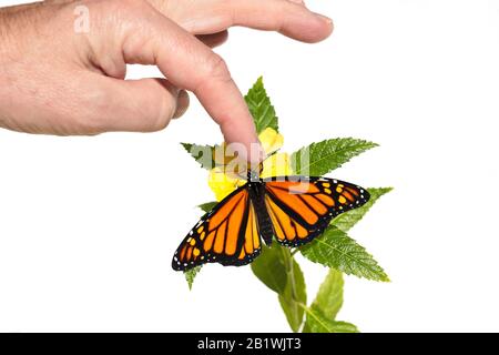 Monarch-Schmetterling, Danaus Plexippus, auf einer gelben Blüte mit grünen Blättern wird mit einem Finger berührt Stockfoto