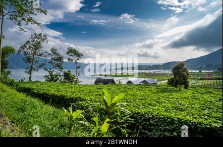 Fruchtbare Lavafore am Batur-See ist ein Vulkankratersee in Kintamani, Bali, Bangli-Regentschaft von Bali, der sich innerhalb der Caldera eines aktiven vo befindet Stockfoto