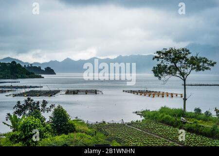 Fruchtbare Lavafore am Batur-See ist ein Vulkankratersee in Kintamani, Bali, Bangli-Regentschaft von Bali, der sich innerhalb der Caldera eines aktiven vo befindet Stockfoto