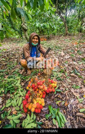 Bauer mit seiner Ernte von Rambutan-Früchten in Bondalem, Nord-Bali, Indonesien Stockfoto