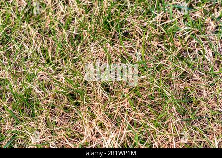 Die Sprossen eines neuen Grüngrases wachsen stark durch altes braunes Gras auf dem Rasen, sehr früh im Frühjahr, Schnee verhüttete sich gerade in allererster warmen und sonnigen Zeit Stockfoto