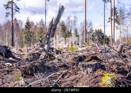 Braune alte Kiefernzweige, die vor Jahren in Nordschweden Waldlichtung zurückgelassen wurden, am späten Herbsttag sind keine lebenden Bäume mehr übrig - nur auf leerem Feld. Neues p Stockfoto