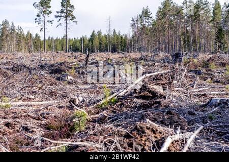 Braune alte Kiefernzweige, die vor Jahren in Nordschweden Waldlichtung zurückgelassen wurden, am späten Herbsttag sind keine lebenden Bäume mehr übrig - nur auf leerem Feld. Neues p Stockfoto