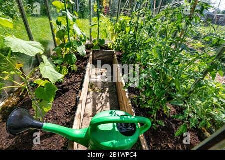 Grüne Gießkanne im Gewächshaus mit wachsenden Gurken und Tomatenpflanzen, eigene kleine Plantage, um gesundes ökologisches Gemüse für die Familie zu wachsen Stockfoto