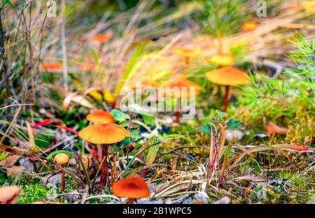 Großes Foto von kleinen Orangenpilzen mit lateinischem Namen Hygrocybe miniata, Herbstwald. Die Pilze sind nicht essbar und sollten vermieden werden Stockfoto