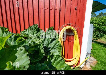 Gelbe Gummi-Bewässerungsröhre für Pflanzen an der roten Holzwand des traditionellen schwedischen Gartenschuppens hängt Wasser, Rhabarber mit sehr großen grünen Blättern wächst Stockfoto