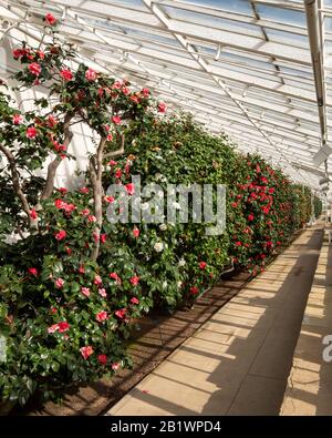 Das in der Klasse 1 aufgeführte Gewächshaus mit historischen camelia-pflanzen befindet sich im Chiswick House and Gardens im Westen Londons, Großbritannien Stockfoto