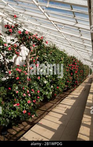Das in der Klasse 1 aufgeführte Gewächshaus mit historischen camelia-pflanzen befindet sich im Chiswick House and Gardens im Westen Londons, Großbritannien Stockfoto