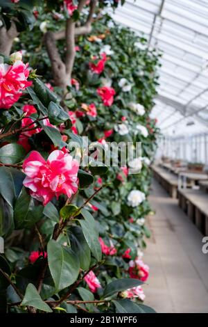 Das in der Klasse 1 aufgeführte Gewächshaus mit historischen camelia-pflanzen befindet sich im Chiswick House and Gardens im Westen Londons, Großbritannien Stockfoto