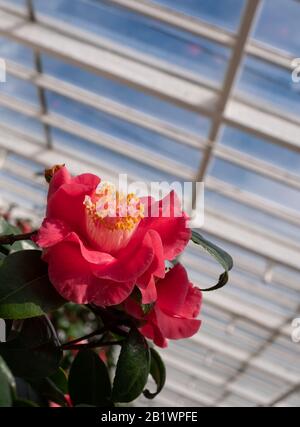 Das in der Klasse 1 aufgeführte Gewächshaus mit historischen camelia-pflanzen befindet sich im Chiswick House and Gardens im Westen Londons, Großbritannien Stockfoto