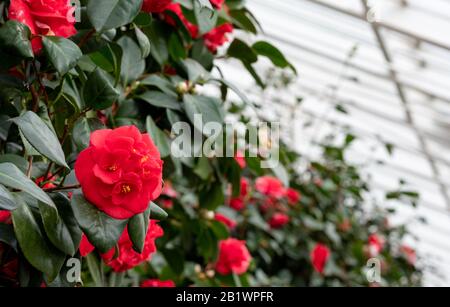 Das in der Klasse 1 aufgeführte Gewächshaus mit historischen camelia-pflanzen befindet sich im Chiswick House and Gardens im Westen Londons, Großbritannien Stockfoto