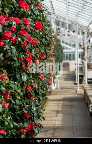 Das in der Klasse 1 aufgeführte Gewächshaus mit historischen camelia-pflanzen befindet sich im Chiswick House and Gardens im Westen Londons. Stockfoto