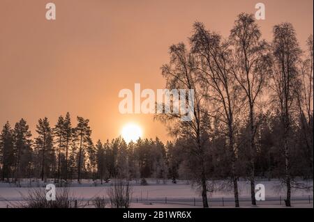 Sonne geht über Kiefernwald, rosener Himmel, drei Birken auf der linken Seite stehen dem Betrachter näher, sehr kalter Tag Stockfoto