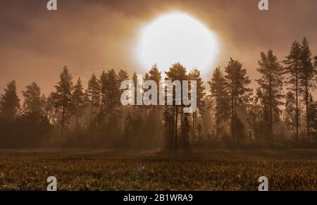 Enorme große Sonnenilhouette bei nebeligem Sonnenaufgang in wildem Wald und geerntet Feld bis Herbst - gelbe, orangefarbene Birken und immergrüne Kiefern, t Stockfoto