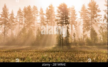 Sonnenstrahlen leuchten bei Sonnenaufgang durch Nebel im wilden Wald und im Herbst geerntetem Feld - gelb, orange Birken, grüne Kiefern. Wunderschöne Szene Stockfoto