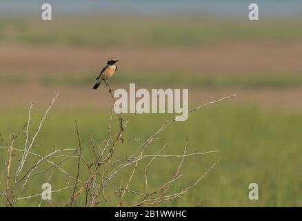 Desert Wheatear, Oenanthe deserti Male, Little Rann of Kutch, Gujarat, Indien Stockfoto