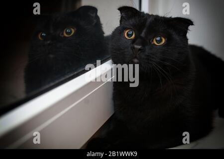 Schwarze schottische Falte Katze. Hochformat. Nahaufnahme Stockfoto