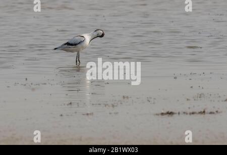 Nahaufnahme eines seltenen Waders mit einem langen, dünnen, nach oben gebogenen Schnabel. Stark gefährdete Arten in der natürlichen Umgebung. Indien. Pied Avocet, Stockfoto