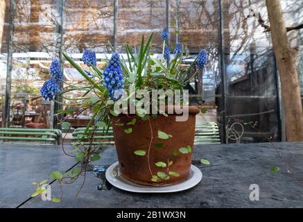 Topf mit blauen Muskari Hyazinths im Café im Inneren des Gewächshauses in den Petersham-Kindergärten in Richmond, West London. Stockfoto