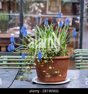 Topf mit blauen Muskari Hyazinths im Café im Inneren des Gewächshauses in den Petersham-Kindergärten in Richmond, West London. Stockfoto