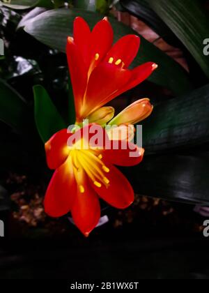 Clivia Blume. Droitwich, Worcester, England, Großbritannien. 18/02/2020 EINE mehrjährige, immergrüne südafrikanische Kräuter der Familie Amaryllis mit fleischigen Wurzeln und u. a Stockfoto