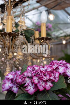 Kronleuchter-Licht im schäbigen schicken Stil, im Café im Inneren des Gewächshauses in den Petersham-Kindergärten in Richmond, West London. Hydrangea im Vordergrund. Stockfoto