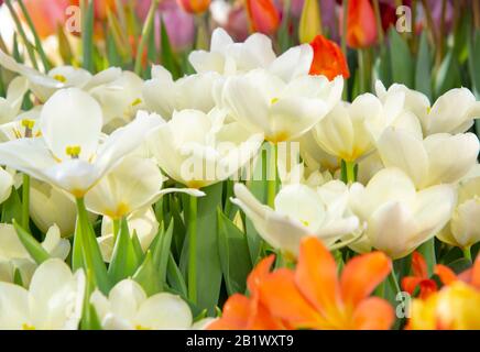 Zarte weiße Tulpen auf verschwommenem Hintergrund. Symbol des Frühlings, der Liebe, der Zärtlichkeit und des Glücks. Stockfoto