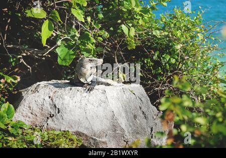 Iguana posiert auf dem Felsen in den Ruinen von Tulum entlang des Ozeans, der von der Sonne, Mexiko, angestrahlt wird Stockfoto