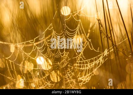 Spinnennetz am goldenen Licht des Morgens in Ria de Aveiro (Portugal) Stockfoto